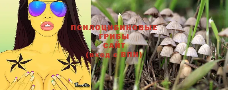 где продают   mega ссылки  Псилоцибиновые грибы Magic Shrooms  Североморск 